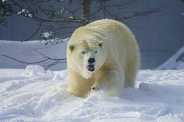 円山動物園のホッキョクグマの写真