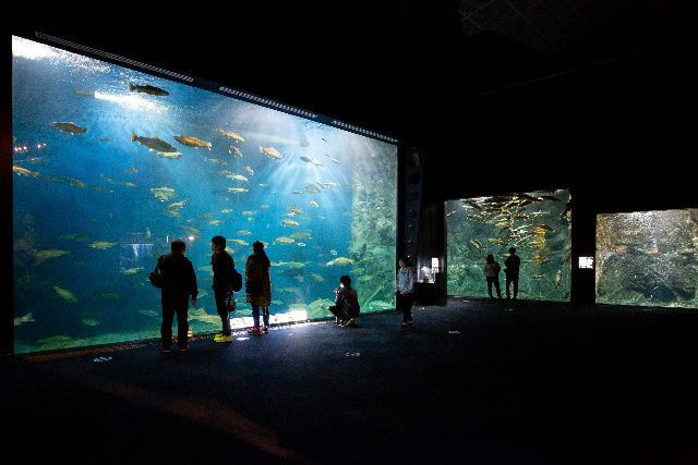 千歳水族館の大水槽の写真