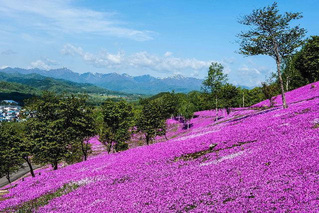 芝ざくら滝上公園の写真