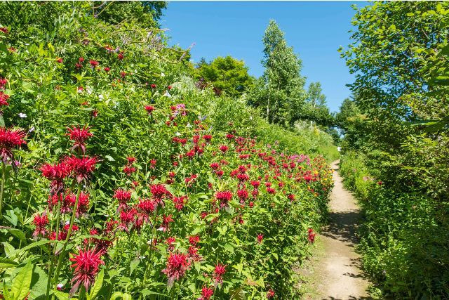 陽殖園の花の写真