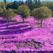 釧路湿原の写真