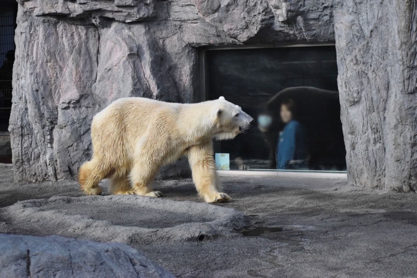 旭川市旭山動物園