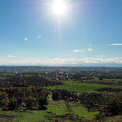 白樺並木の写真
